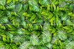 Dekor Szklany Jungle Green 120x180 (1)